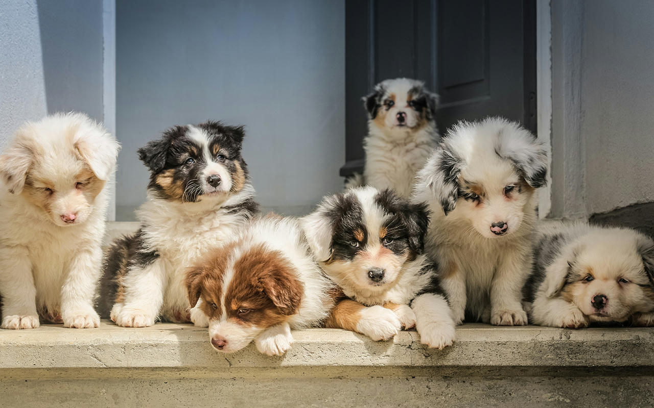 Business Development